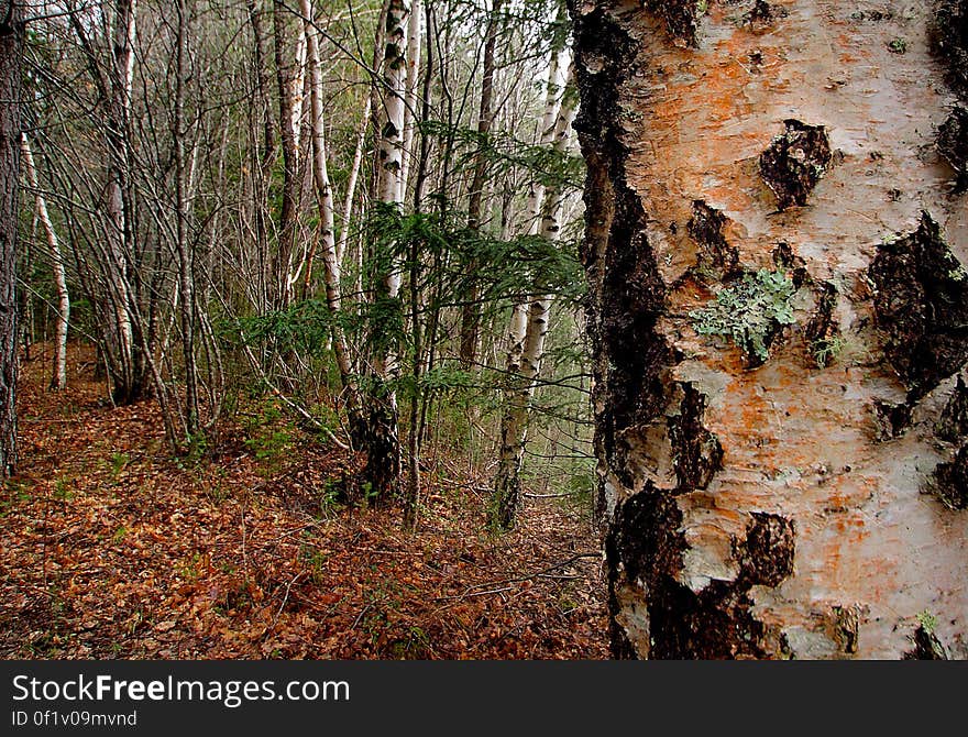 Betula pendula &#x28;silver birch&#x29; is a species of tree in the family Betulaceae, native to Europe, though in southern Europe it is only found at higher altitudes.[citation needed] Its range extends into southwest Asia in the mountains of northern Turkey and the Caucasus. Betula pendula &#x28;silver birch&#x29; is a species of tree in the family Betulaceae, native to Europe, though in southern Europe it is only found at higher altitudes.[citation needed] Its range extends into southwest Asia in the mountains of northern Turkey and the Caucasus.