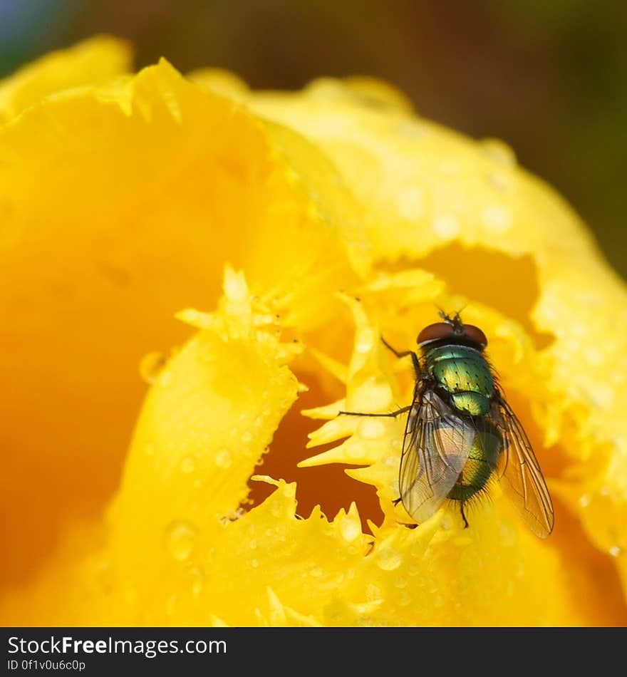 reflecting fly