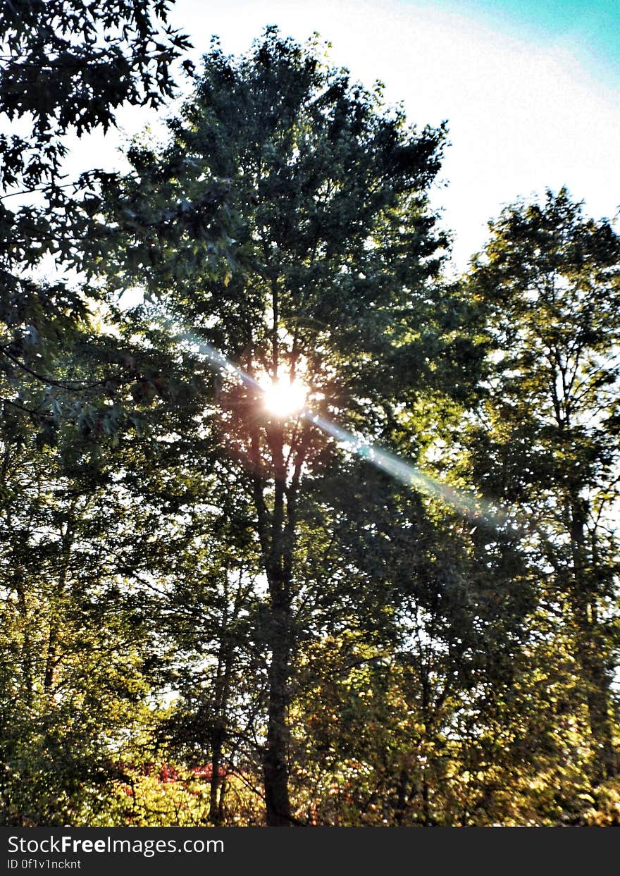 Autumn sun through the trees