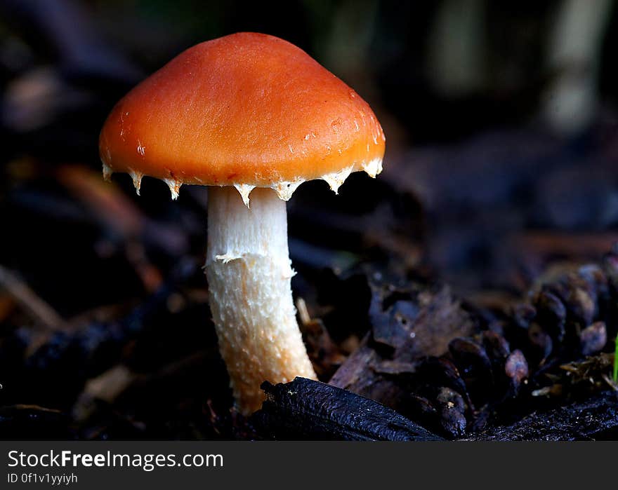 Leratiomyces ceres, commonly known as the Redlead Roundhead, is mushroom which has a bright red to orange cap and dark purple-brown spore deposit.