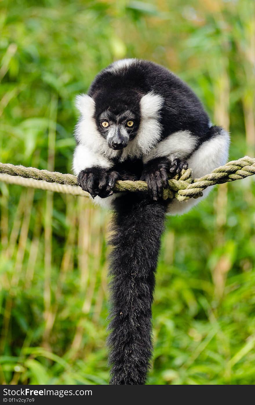 Black and white Ruffed Lemur