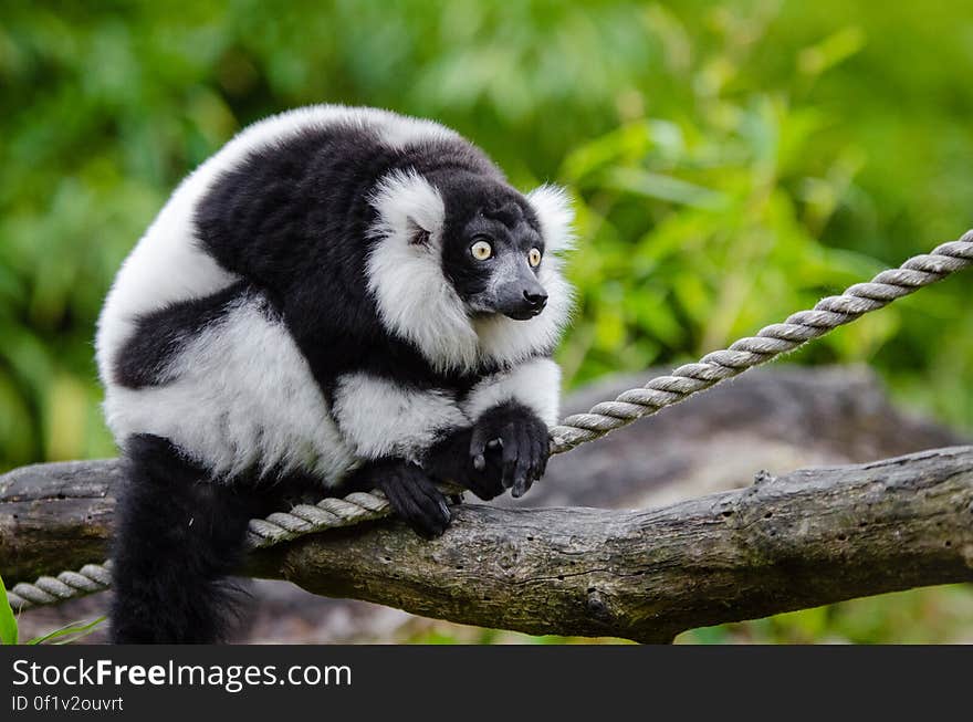 Black and White Ruffed Lemur