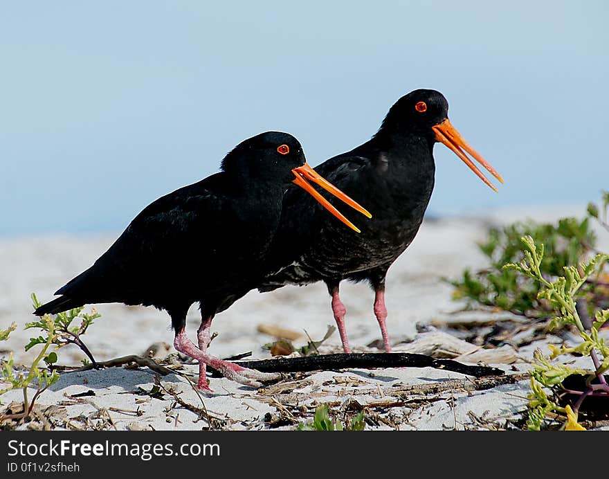 The variable oystercatcher is a familiar stocky coastal bird with a long, bright orange bill, found around much of New Zealand. They are often seen in pairs probing busily for shellfish along beaches or in estuaries. Previously shot for food, variable oystercatchers probably reached low numbers before being protected in 1922, since when numbers have increased rapidly. They are long-lived, with some birds reaching 30+ years of age. The variable oystercatcher is a familiar stocky coastal bird with a long, bright orange bill, found around much of New Zealand. They are often seen in pairs probing busily for shellfish along beaches or in estuaries. Previously shot for food, variable oystercatchers probably reached low numbers before being protected in 1922, since when numbers have increased rapidly. They are long-lived, with some birds reaching 30+ years of age