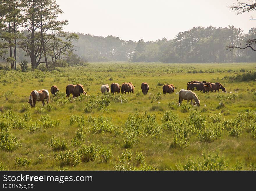 Chincoteague, VA, USA. Chincoteague, VA, USA