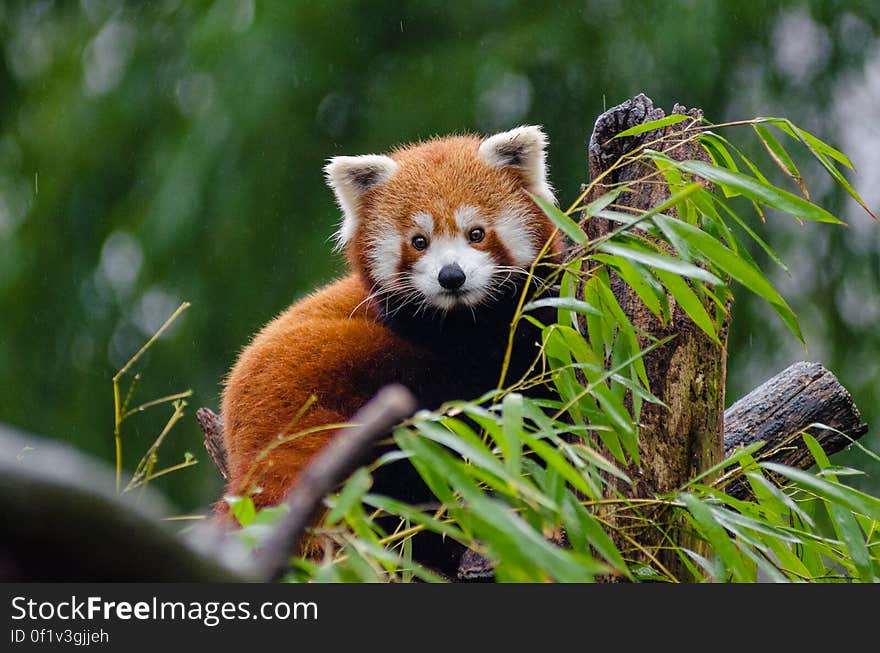 Red Panda