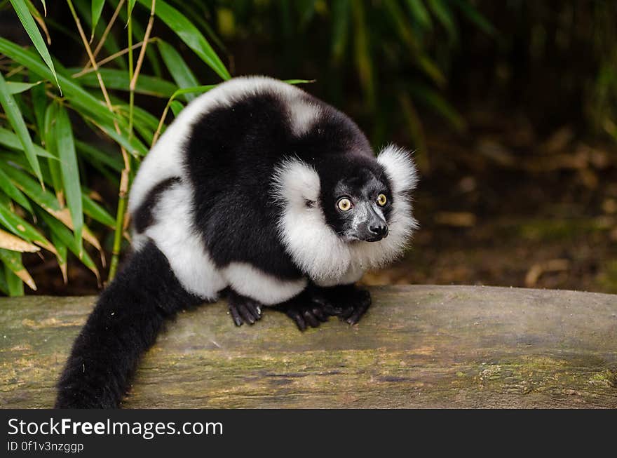 Black and white Ruffed Lemur