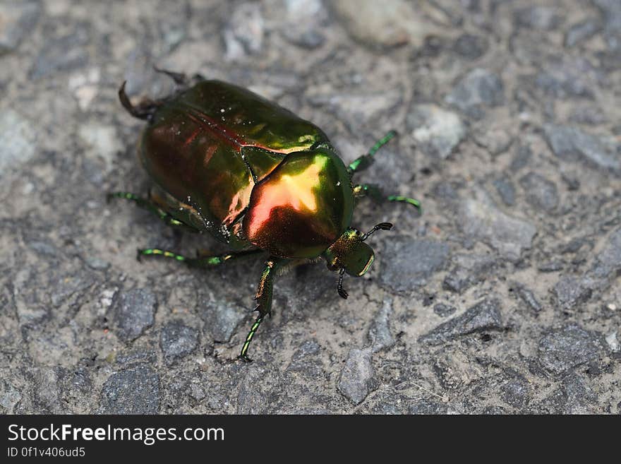 Araignées, insectes et fleurs de la Forêt de Moulière. Araignées, insectes et fleurs de la Forêt de Moulière