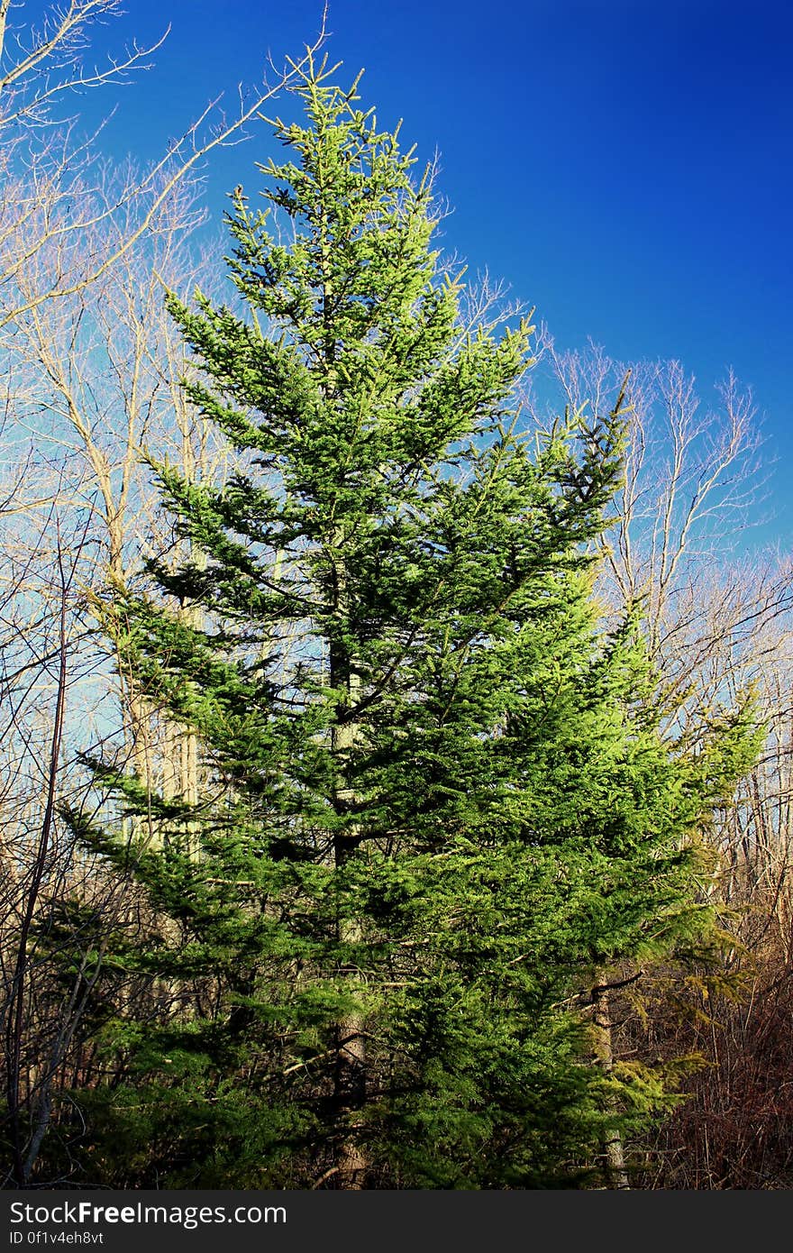 Black spruce &#x28;Picea mariana&#x29;, Monroe County, within Gouldsboro State Park. In Pennsylvania, black spruce grows mostly in the glaciated Allegheny Plateau region of the state&#x27;s northern tier. High-elevation wetlands, such as those at Gouldsboro and Tobyhanna State Parks, form an ideal habitat. I&#x27;ve licensed this photo as CC0 for release into the public domain. You&#x27;re welcome to download the photo and use it without attribution. Black spruce &#x28;Picea mariana&#x29;, Monroe County, within Gouldsboro State Park. In Pennsylvania, black spruce grows mostly in the glaciated Allegheny Plateau region of the state&#x27;s northern tier. High-elevation wetlands, such as those at Gouldsboro and Tobyhanna State Parks, form an ideal habitat. I&#x27;ve licensed this photo as CC0 for release into the public domain. You&#x27;re welcome to download the photo and use it without attribution.