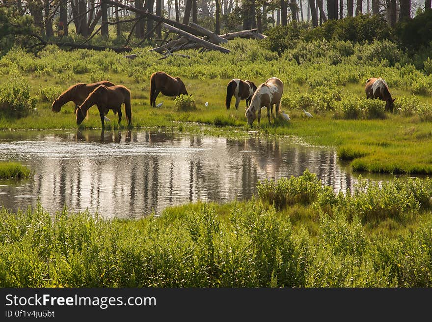 Chincoteague, VA, USA. Chincoteague, VA, USA