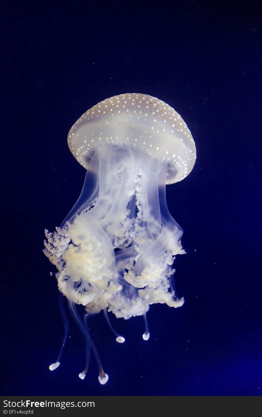 Phyllorhiza punctata &#x28;Jellyfish&#x29;