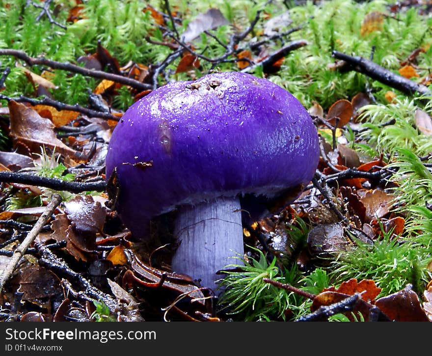 Cortinarius porphyroideus, commonly known as purple pouch fungus, is a secotioid species of fungus found in Australia and in beech forests of New Zealand. It was one of six species that appeared as part of a series depicting native New Zealand fungi on stamps, released in 2002. Common name: Violet Pouch Fungus. Found: Nothofagus Forest Substrate: Ground Height: 60 mm Width: 30 mm Season: Autumn Edible: No