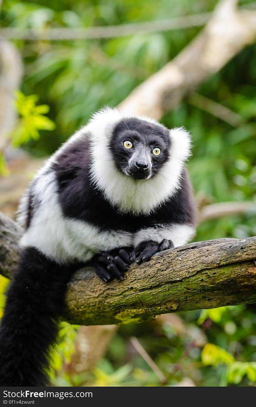 Black and white Ruffed Lemur