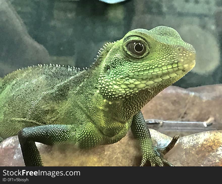 Close up profile of green iguana lizard on rocks.