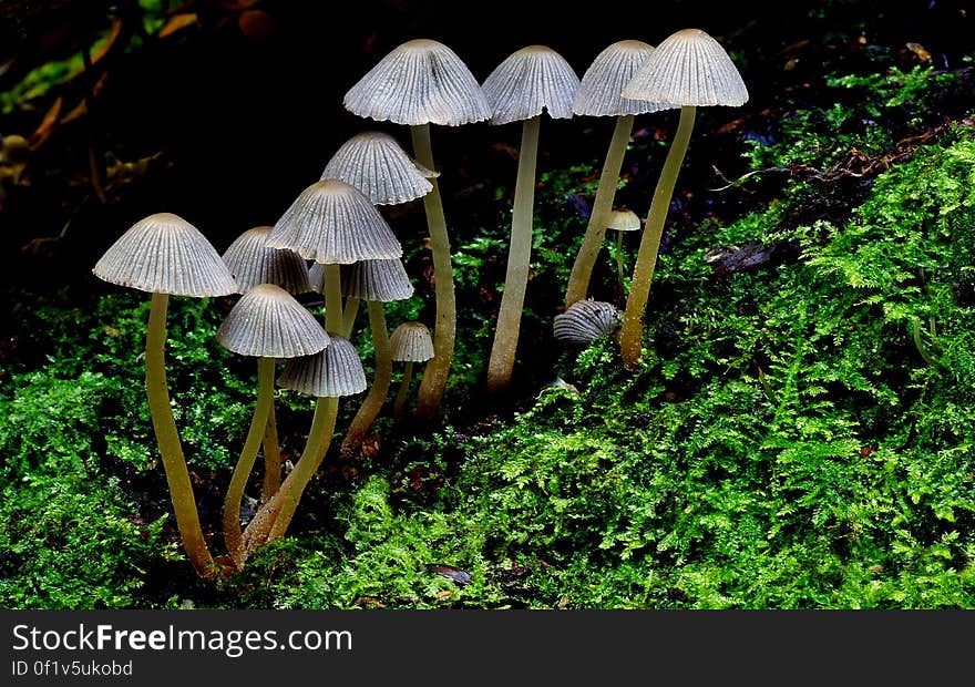 The Fairy Inkcap, Coprinellus disseminatus, rarely ventures forth alone or even with just a few friends; more often it forms dense masses swarming over rotting tree stumps and roots. These gregarious little fungi occur from early spring until the onset of winter, and they are at their most spectacular when the caps are young and pale - sometimes nearly pure white. It takes just two or three days for young white caps to turn grey and then begin blackening.