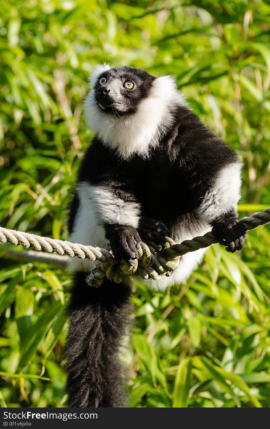 Black and white Ruffed Lemur