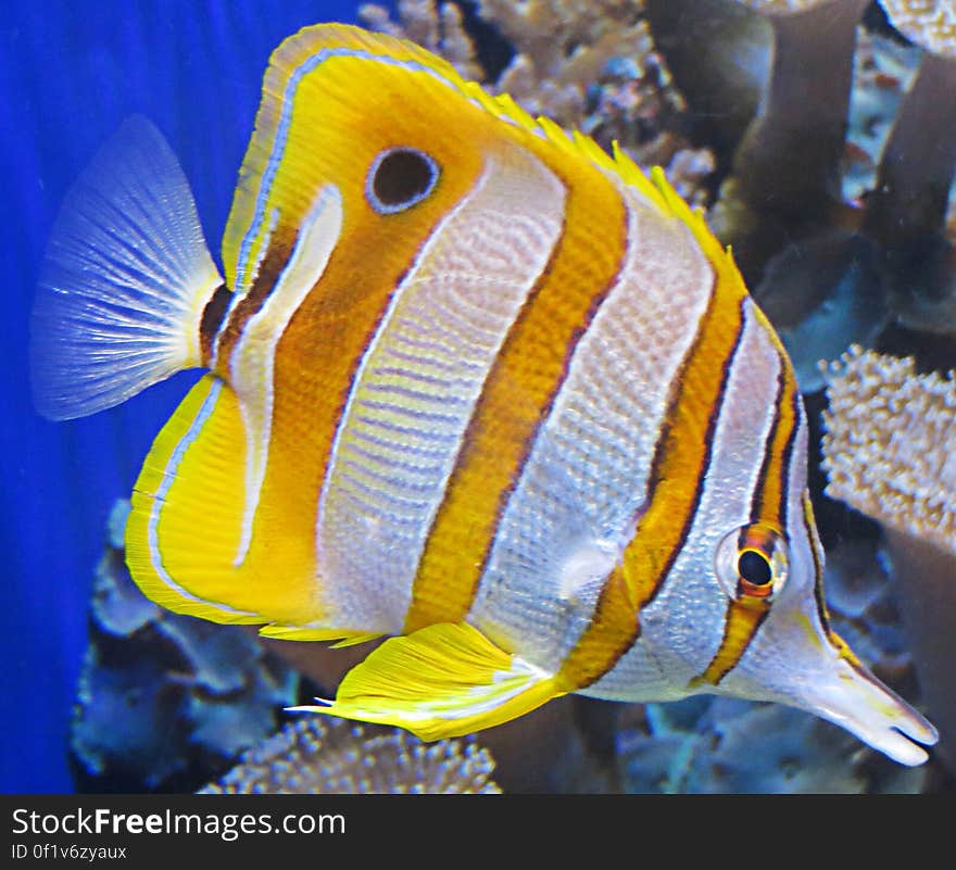 white and yellow tropical fish