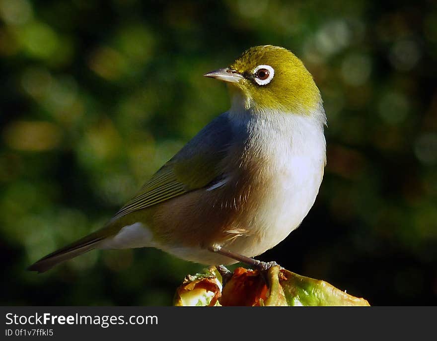 The silvereye â€“ also known as the wax-eye, or sometimes white eye â€“ is a small and friendly olive green forest bird with white rings around its eyes. Silvereye &#x28;Zosterops lateralis&#x29; were self introduced in the 1800s and now have a wide distribution throughout New Zealand. They have made the forest their home and are now among the most common bird in suburbia too. The silvereye â€“ also known as the wax-eye, or sometimes white eye â€“ is a small and friendly olive green forest bird with white rings around its eyes. Silvereye &#x28;Zosterops lateralis&#x29; were self introduced in the 1800s and now have a wide distribution throughout New Zealand. They have made the forest their home and are now among the most common bird in suburbia too.