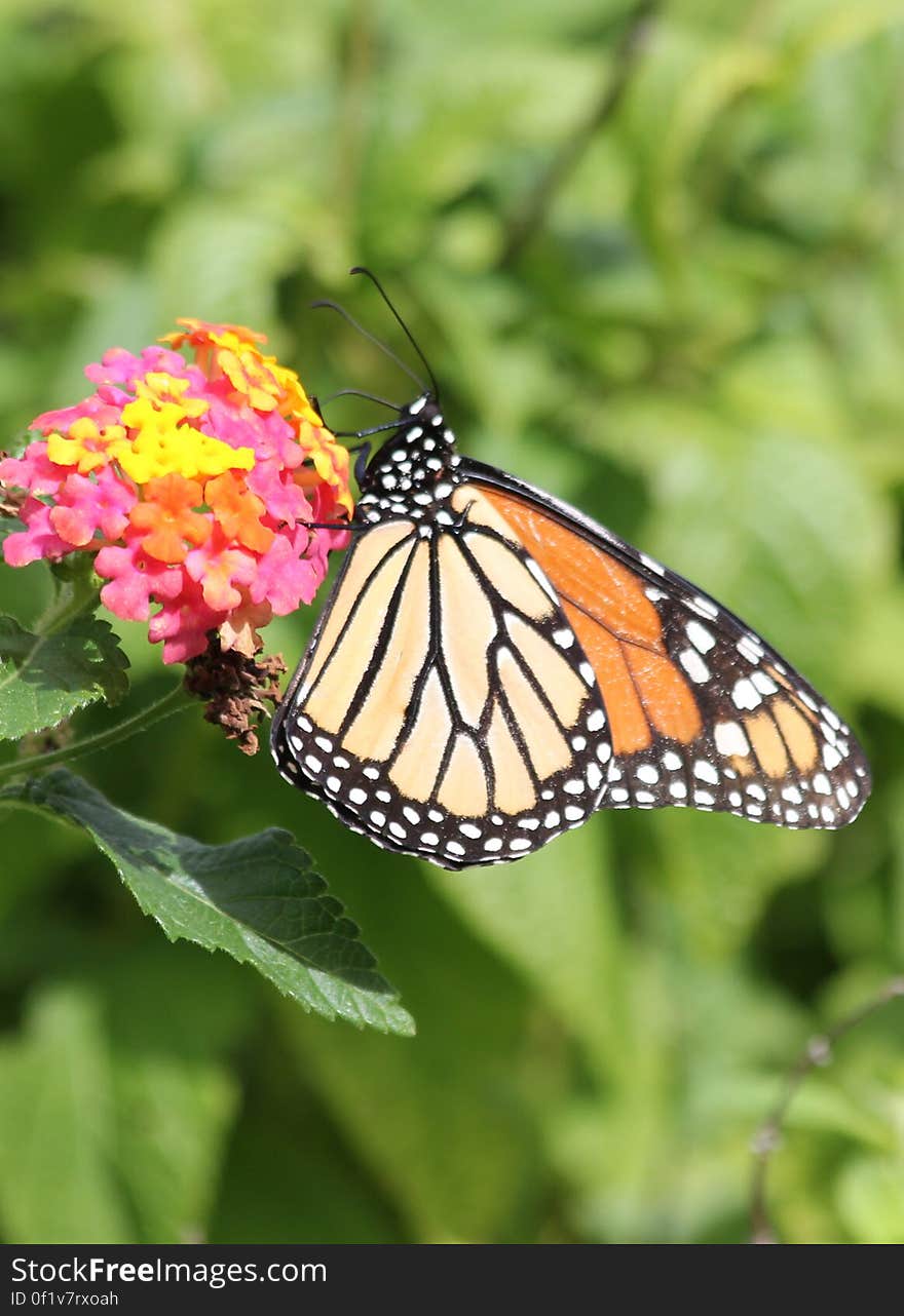 Monarch butterfly on Lantana. Photo I dedicated to Public Domain, &#x22;CC0&#x22; :&#x29;. Monarch butterfly on Lantana. Photo I dedicated to Public Domain, &#x22;CC0&#x22; :&#x29;