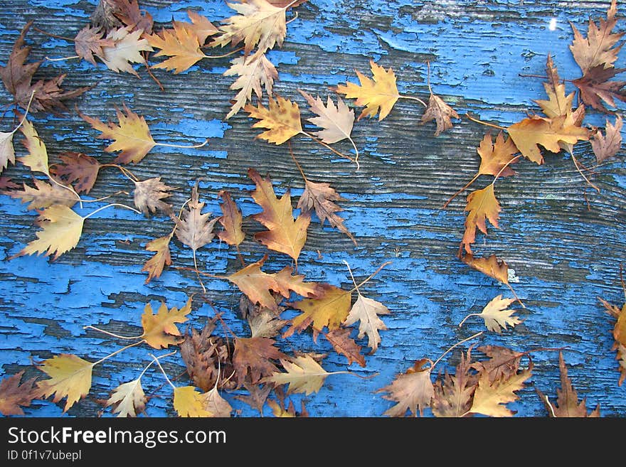 leaves and peeling paint