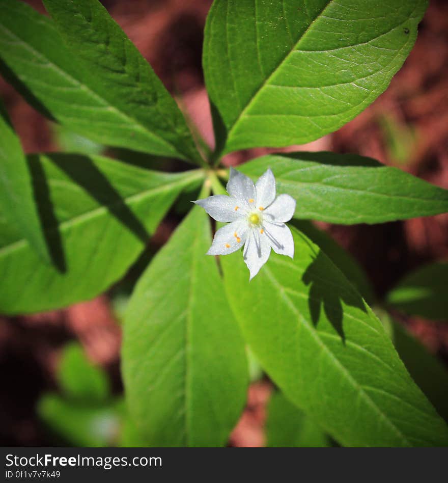 Starflower &#x28;Trientalis borealis&#x29; at the headwaters of Cranberry Run, Sproul State Forest, Clinton County, at the northern end of the Cranberry Swamp Natural Area. I&#x27;ve licensed this photo as CC0 for release into the public domain. You&#x27;re welcome to download the photo and use it without attribution. Starflower &#x28;Trientalis borealis&#x29; at the headwaters of Cranberry Run, Sproul State Forest, Clinton County, at the northern end of the Cranberry Swamp Natural Area. I&#x27;ve licensed this photo as CC0 for release into the public domain. You&#x27;re welcome to download the photo and use it without attribution.