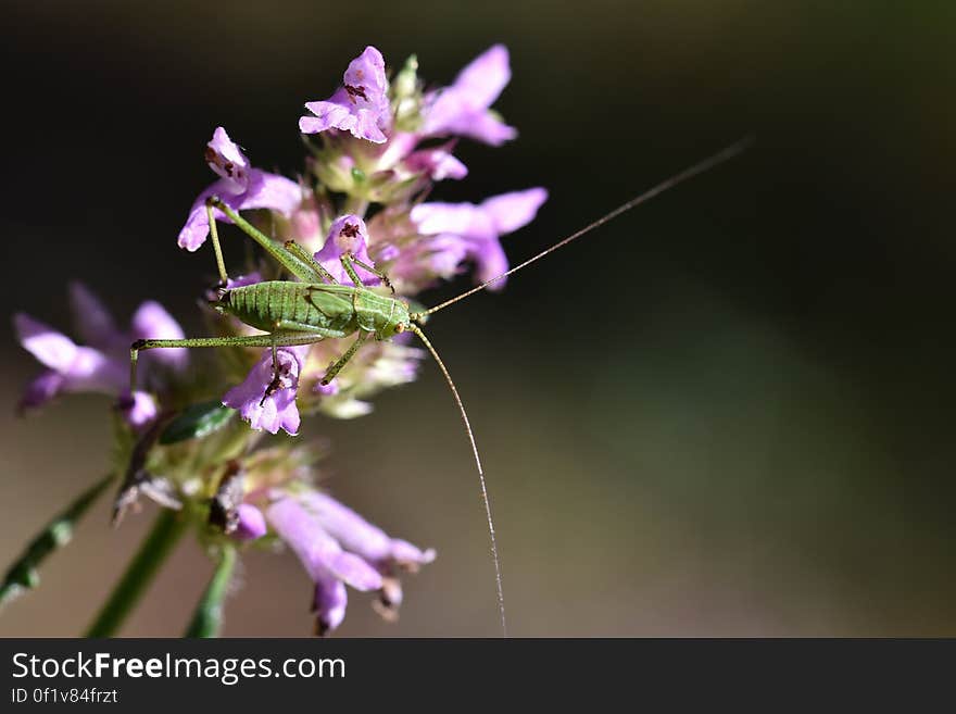 Araignées, insectes et fleurs de la Forêt de Moulière. Araignées, insectes et fleurs de la Forêt de Moulière