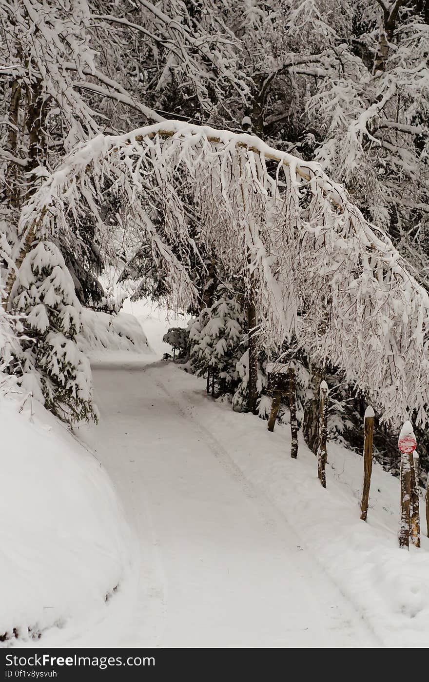 Snow, Plant, Mountain, Slope, Branch, Freezing