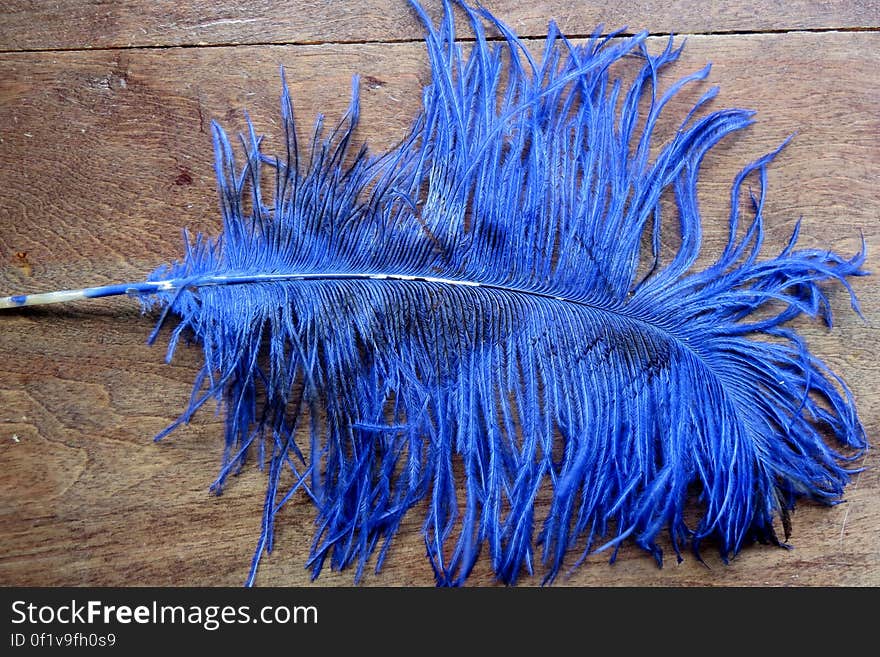 big blue feather