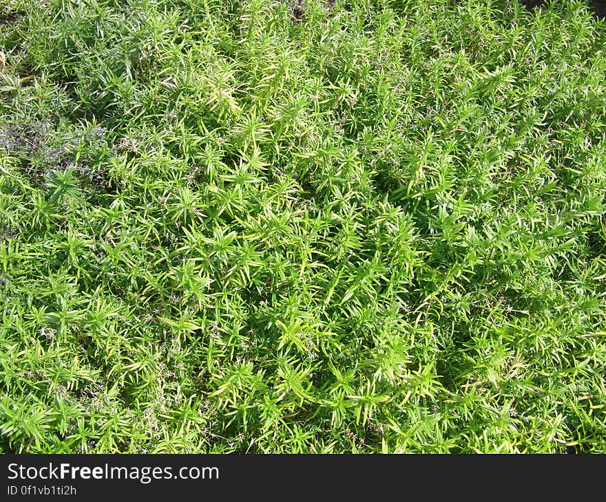 Gras, Natur, Background, Hintergrund