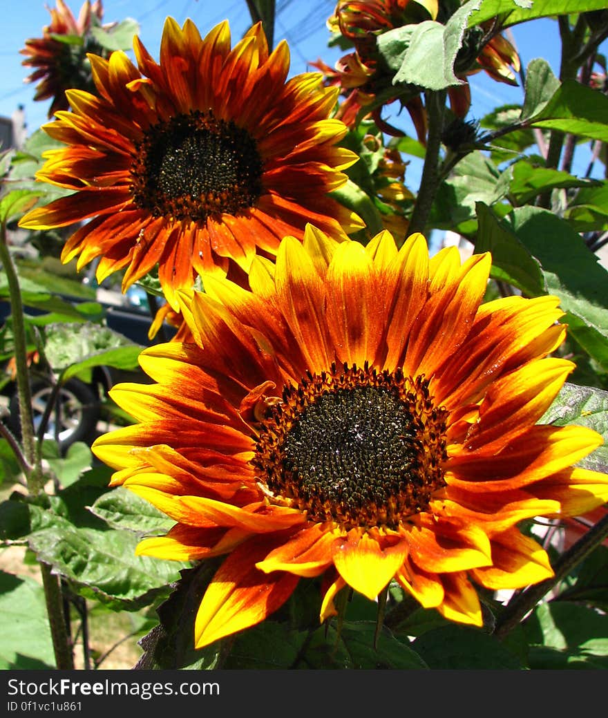 red sunflowers 1