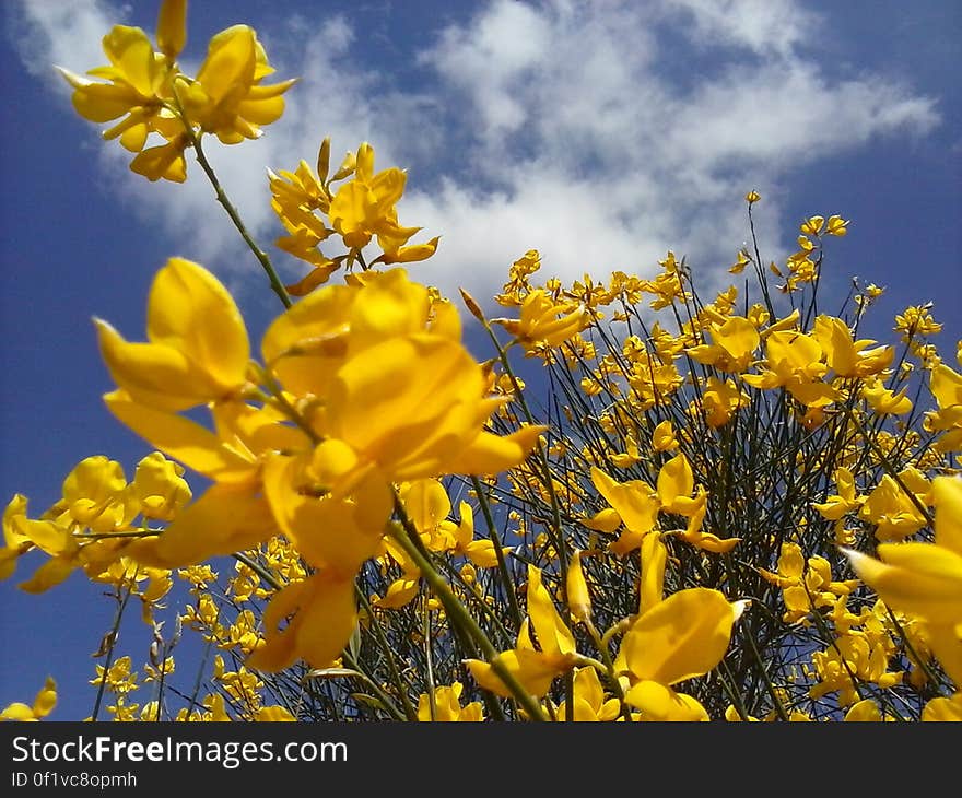 Close up of yellow flowers in field against blue skies.