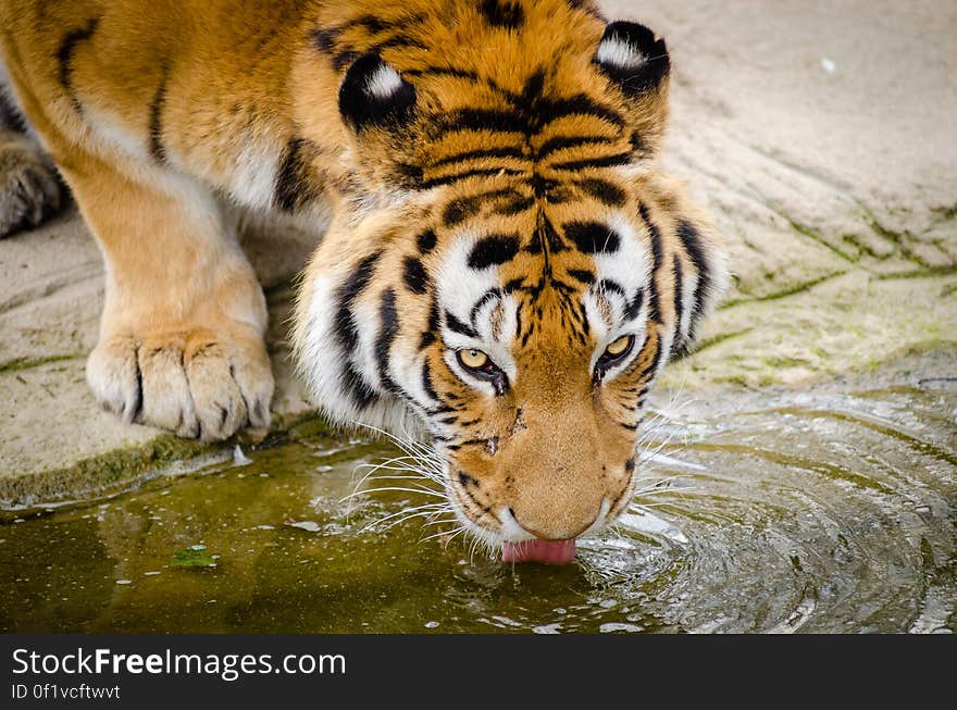 Siberian tiger El-Roi having a drink after taking a walk through his new enclosure. He seems to enjoy his new place which isn&#x27;t surprising since it is much bigger than his old enclosure. The zoo and their sponsor put a lot of money, time and effort into the new area and the have the goal to start a new breeding program with El-Roi and his new partner Dasha, who came from Denmark. So far things have been going well with them and they might already be expecting cute little cubs!. Siberian tiger El-Roi having a drink after taking a walk through his new enclosure. He seems to enjoy his new place which isn&#x27;t surprising since it is much bigger than his old enclosure. The zoo and their sponsor put a lot of money, time and effort into the new area and the have the goal to start a new breeding program with El-Roi and his new partner Dasha, who came from Denmark. So far things have been going well with them and they might already be expecting cute little cubs!