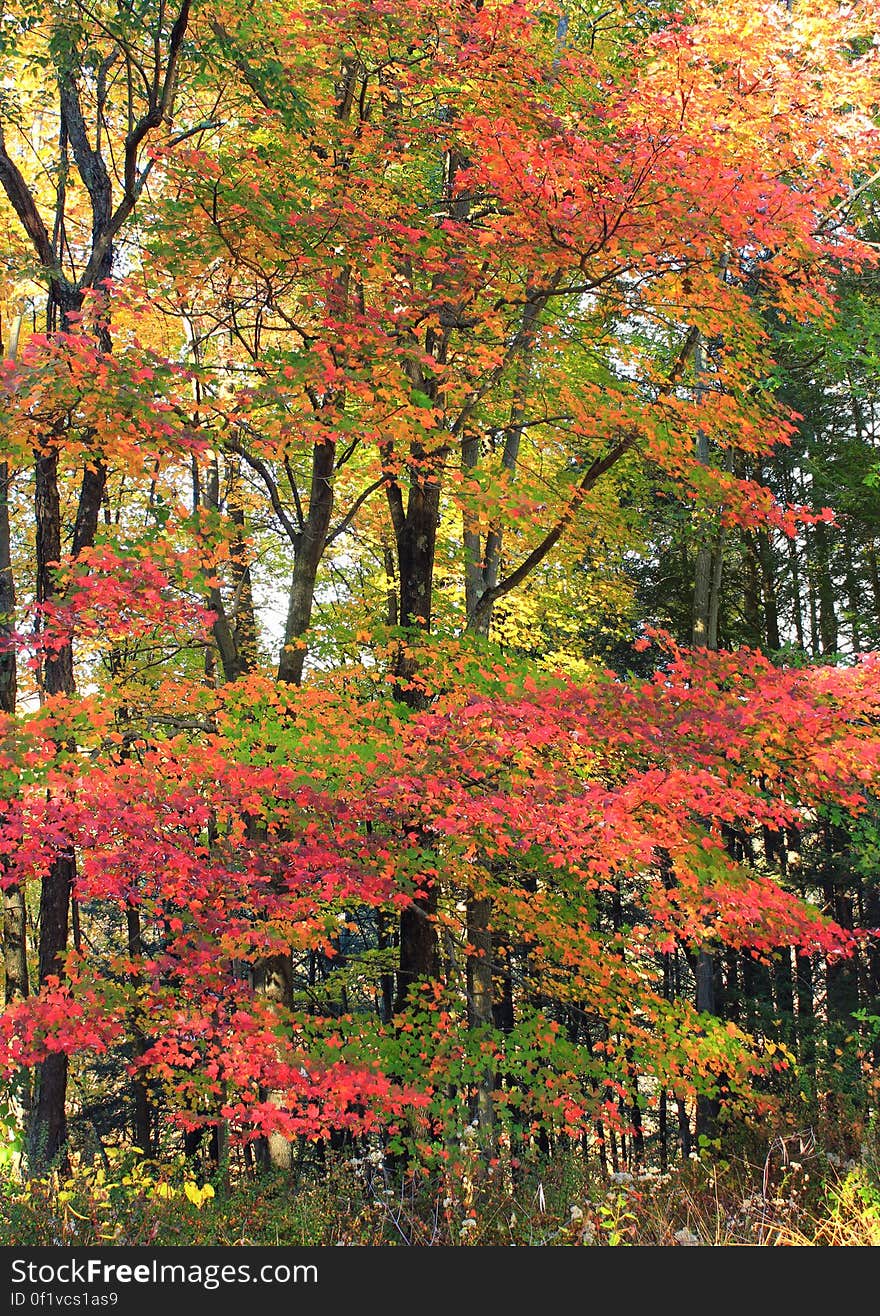 Northern hardwood forest, Monroe County, within State Game Land 168. I&#x27;ve licensed this photo as CC0 for release into the public domain. You&#x27;re welcome to download the photo and use it without attribution. Northern hardwood forest, Monroe County, within State Game Land 168. I&#x27;ve licensed this photo as CC0 for release into the public domain. You&#x27;re welcome to download the photo and use it without attribution.