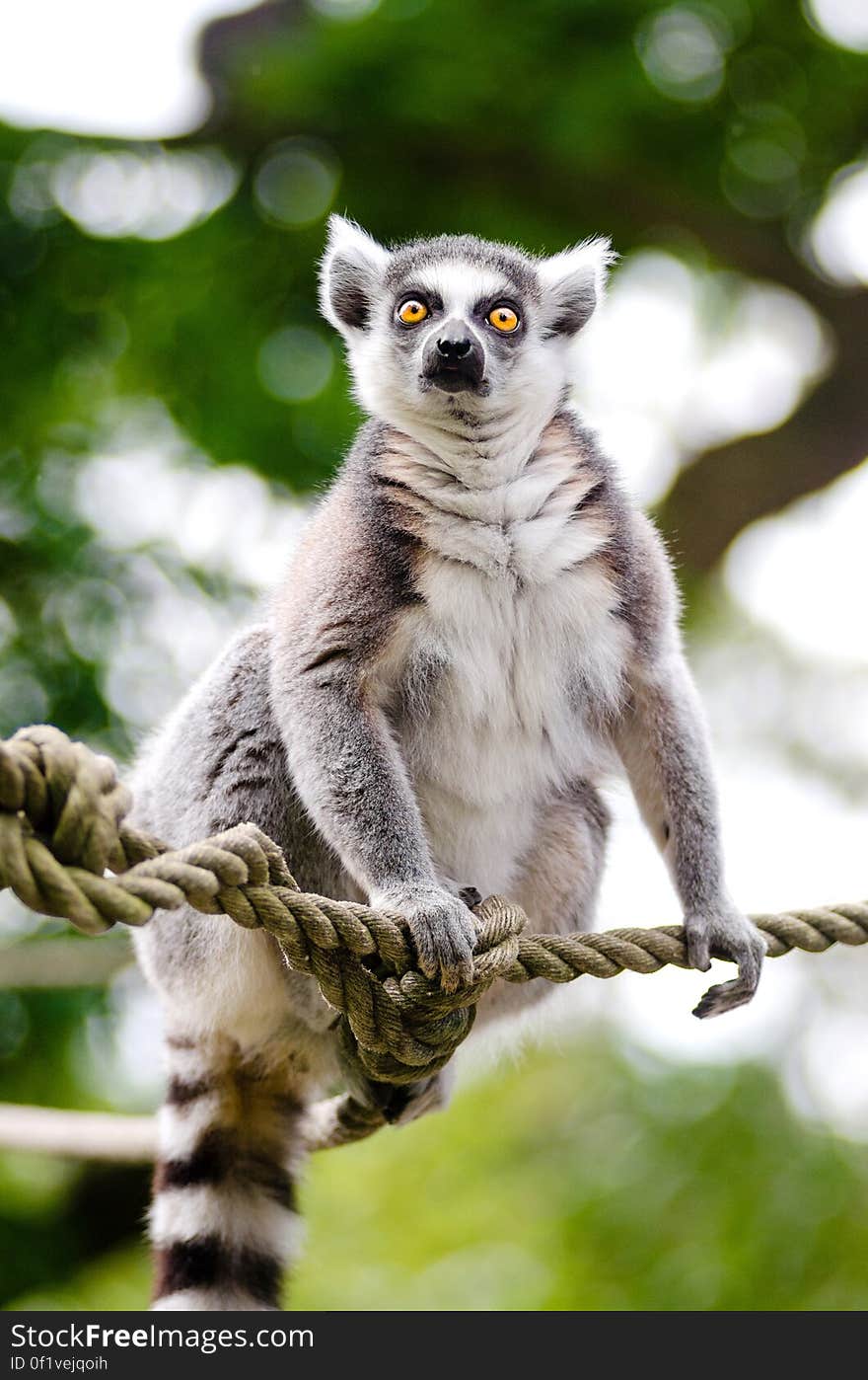 Ring-Tailed Lemur