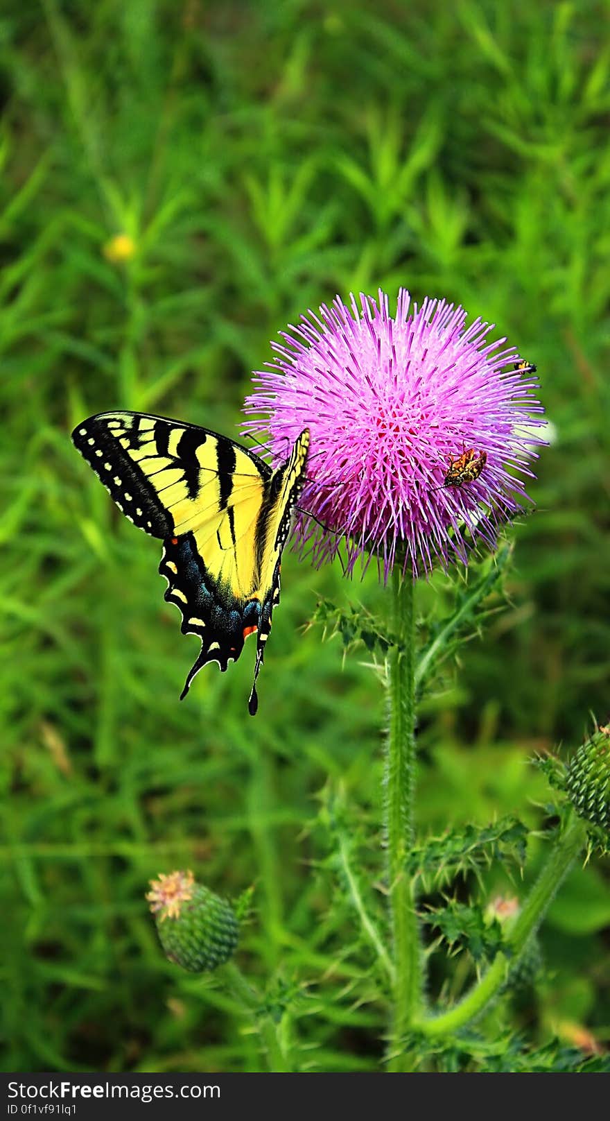 Butterfly on a pink-flowered thistle &#x28;Cirsium species&#x29;, Glacier Pools Preserve, Lycoming County. I&#x27;ve licensed this photo as CC0 for release into the public domain. You&#x27;re welcome to download the photo and use it without attribution. Butterfly on a pink-flowered thistle &#x28;Cirsium species&#x29;, Glacier Pools Preserve, Lycoming County. I&#x27;ve licensed this photo as CC0 for release into the public domain. You&#x27;re welcome to download the photo and use it without attribution.