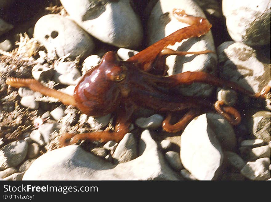 tiny red octopus in tidepool