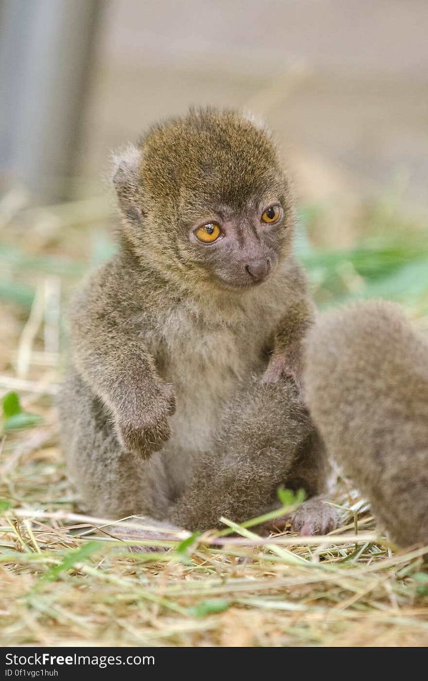 Greater bamboo lemur baby