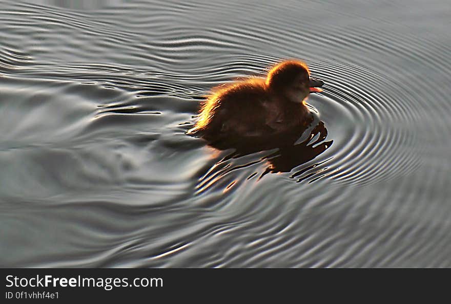 Duckling