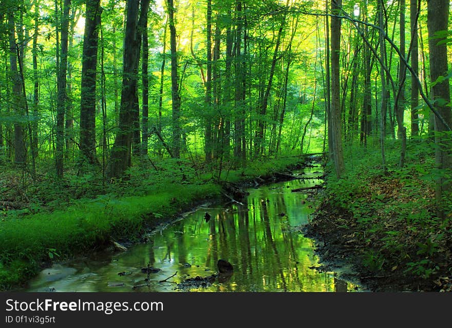 Small, spring-fed tributary of Little Bushkill Creek, Northampton County, along the Plainfield Township Recreation Trail. I&#x27;ve licensed this photo as CC0 for release into the public domain. You&#x27;re welcome to download the photo and use it without attribution. Small, spring-fed tributary of Little Bushkill Creek, Northampton County, along the Plainfield Township Recreation Trail. I&#x27;ve licensed this photo as CC0 for release into the public domain. You&#x27;re welcome to download the photo and use it without attribution.