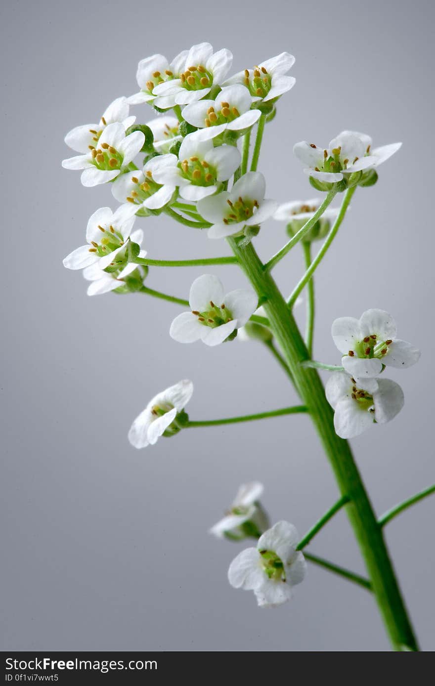 Lobularia maritima. Lobularia maritima