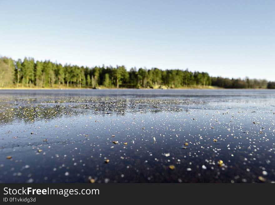 Pine forest on blue lakefront on sunny day. Pine forest on blue lakefront on sunny day.