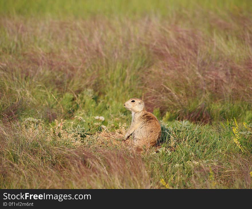 Prairie dog hiding in the grass, by Albert van Gent. All photos can be used for free, you can follow for more :&#x29;. Prairie dog hiding in the grass, by Albert van Gent. All photos can be used for free, you can follow for more :&#x29;