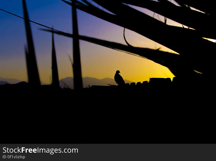 Bird Perch on Rails Silhouette