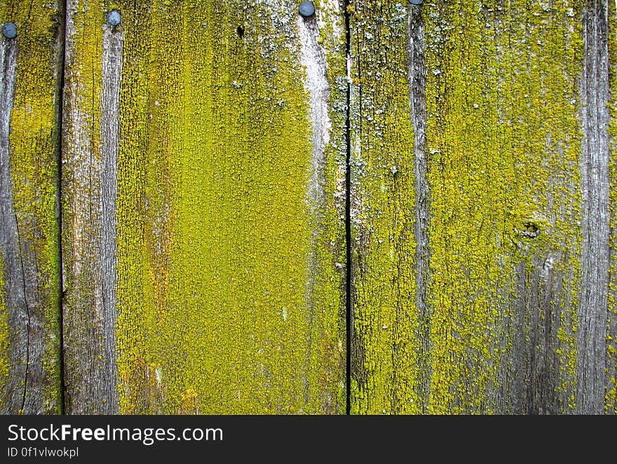 distressed wood with green lichen