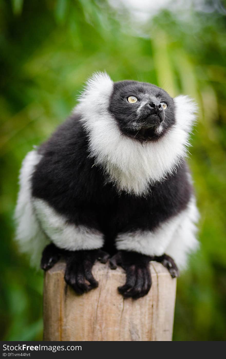 Black and white Ruffed Lemur