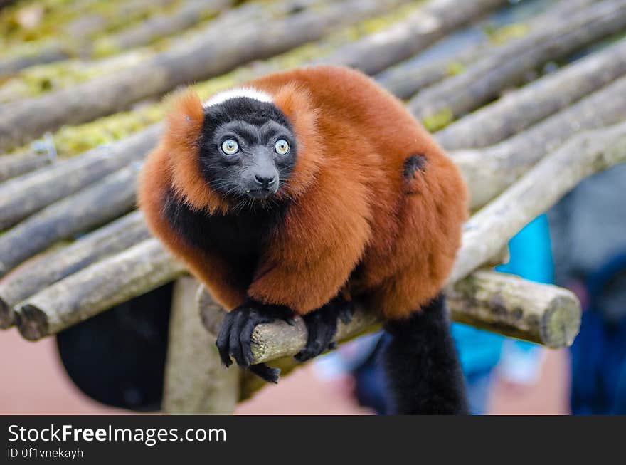 Red Ruffed Lemur