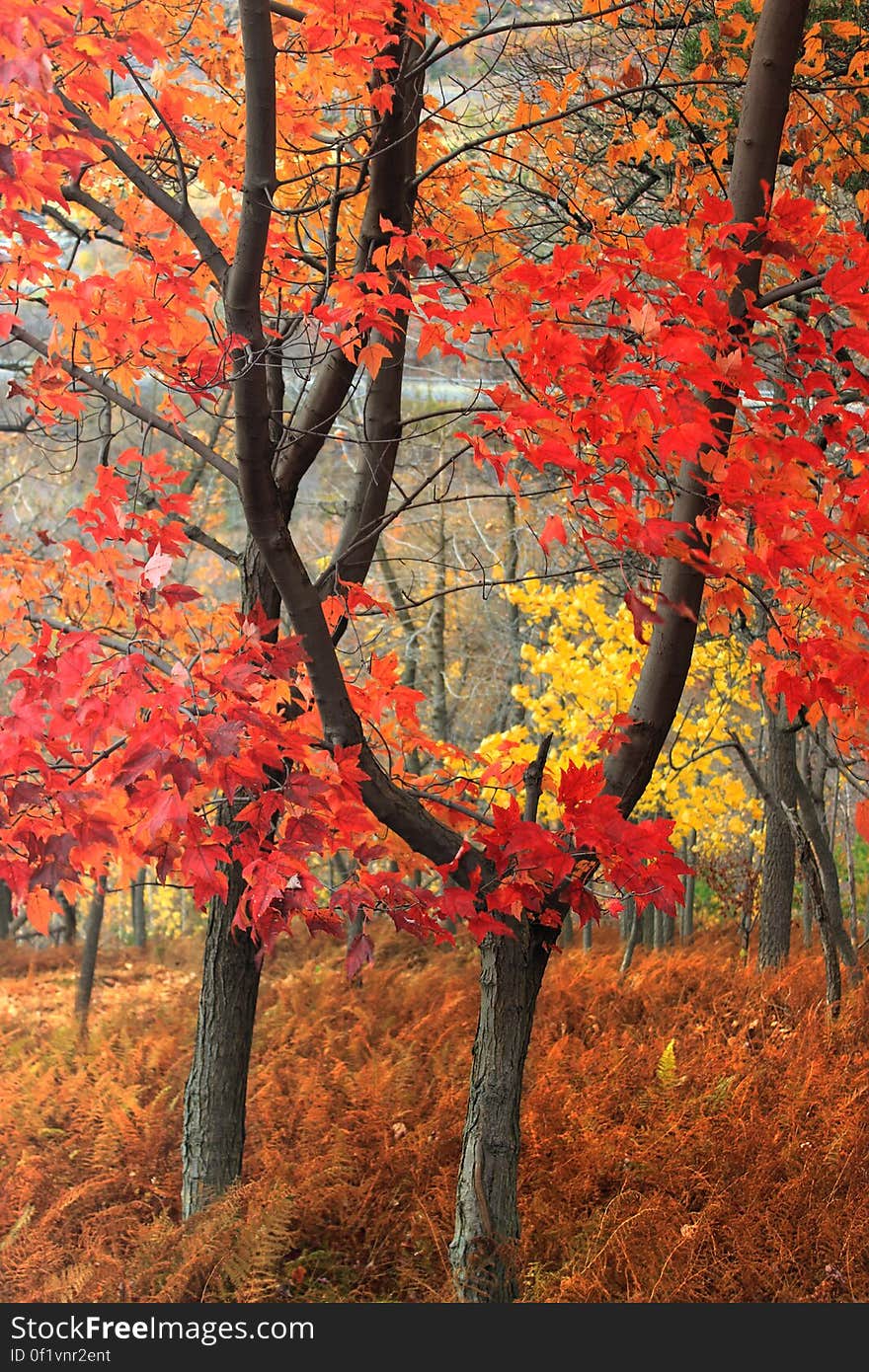 Mixed hardwood forest &#x28;mostly maples&#x29; at peak autumn color, Carbon County, along the Charcoal Trail at the Lehigh Gap Nature Center. I&#x27;ve licensed this photo as CC0 for release into the public domain. You&#x27;re welcome to download the photo and use it without attribution. Mixed hardwood forest &#x28;mostly maples&#x29; at peak autumn color, Carbon County, along the Charcoal Trail at the Lehigh Gap Nature Center. I&#x27;ve licensed this photo as CC0 for release into the public domain. You&#x27;re welcome to download the photo and use it without attribution.