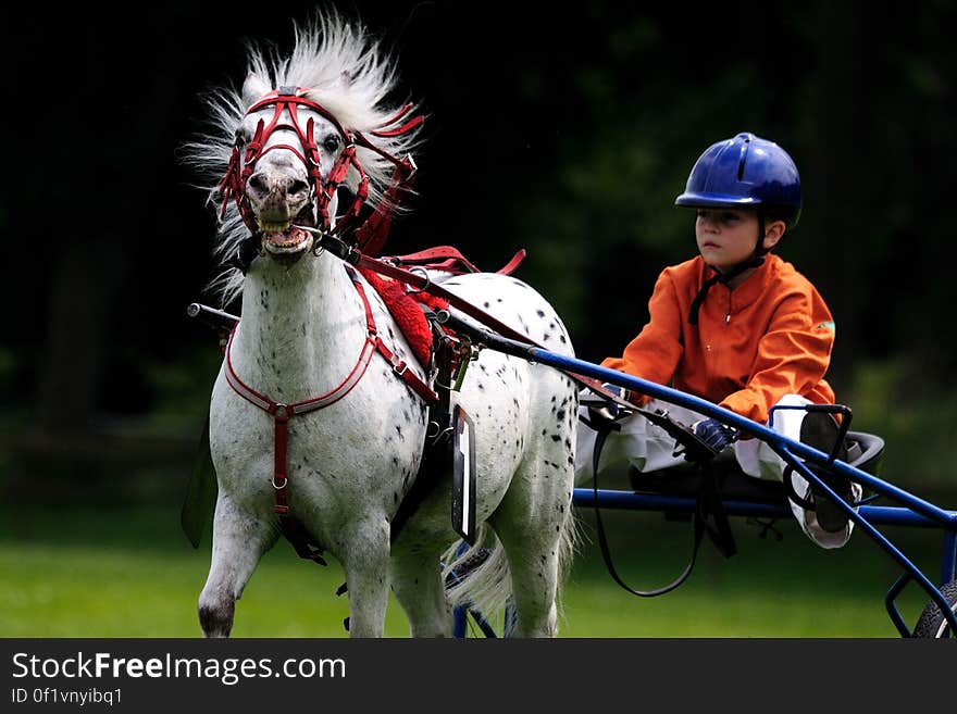 White Black Horse With Boy