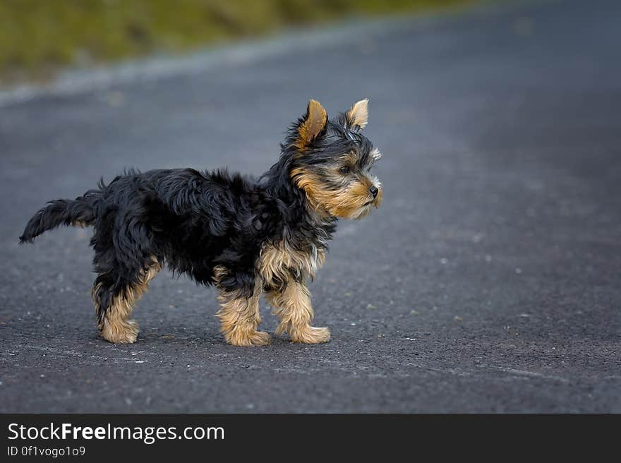 Tan Black Puppy