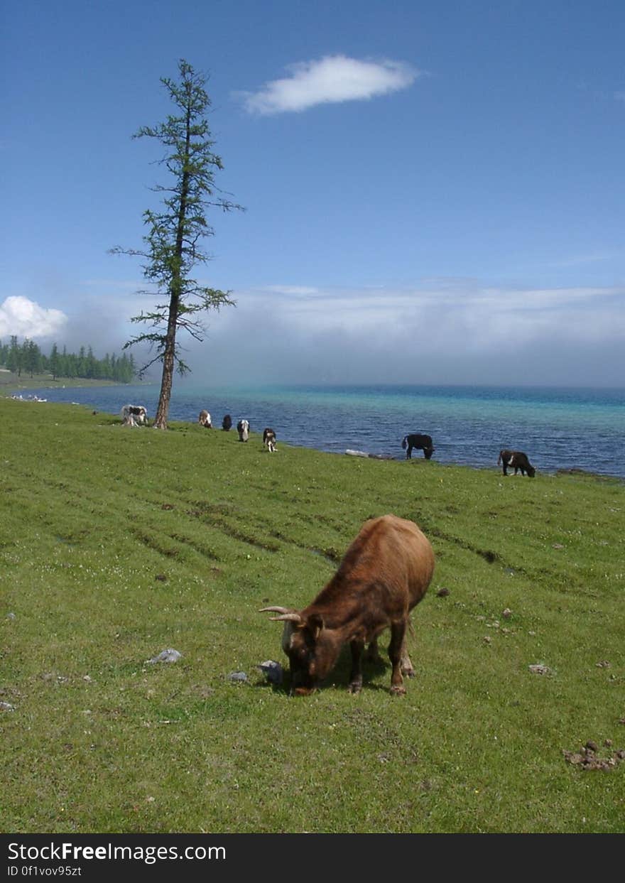 Cows grazing in green waterfront field on sunny day. Cows grazing in green waterfront field on sunny day.