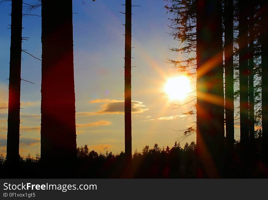 Silhouette of Trees during Golden Hour